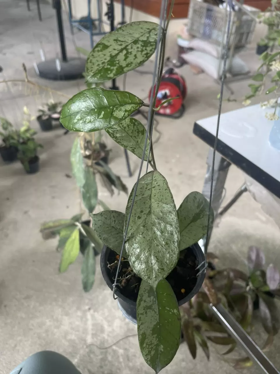 GGG silver thumbnail