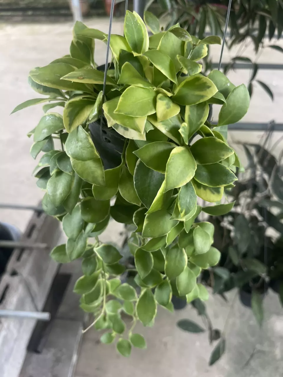 Hoya Heuschkeliana outside var thumbnail