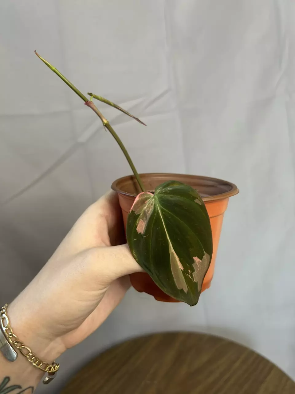 Philodendron True Pink Micans thumbnail
