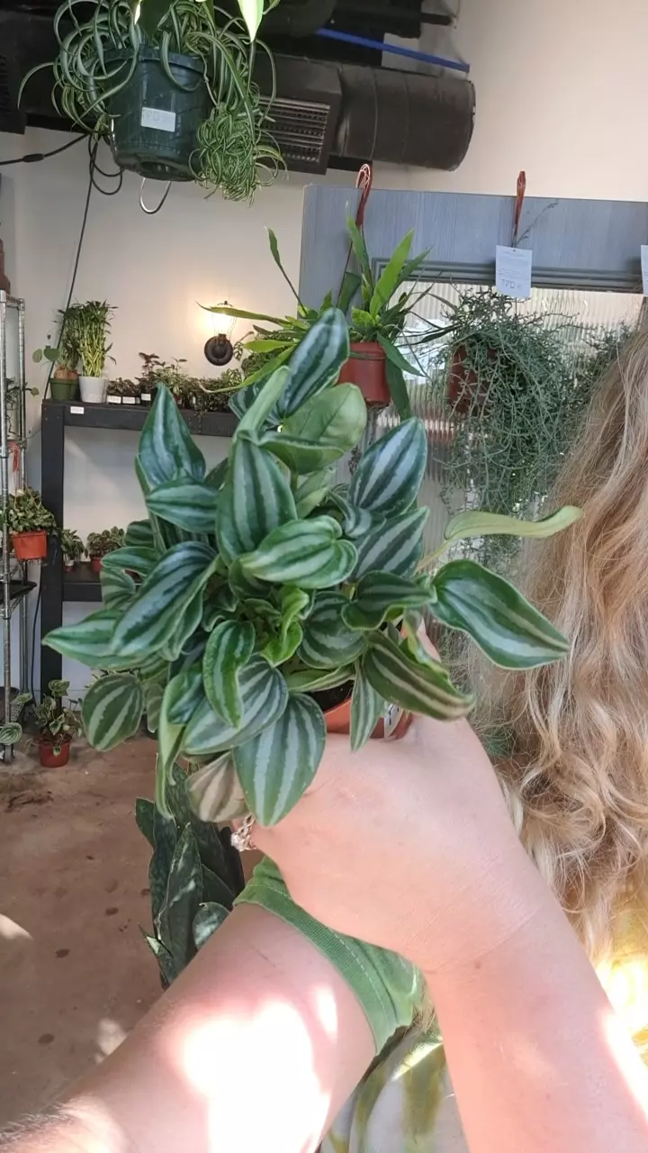 mini watermelon 4" thumbnail