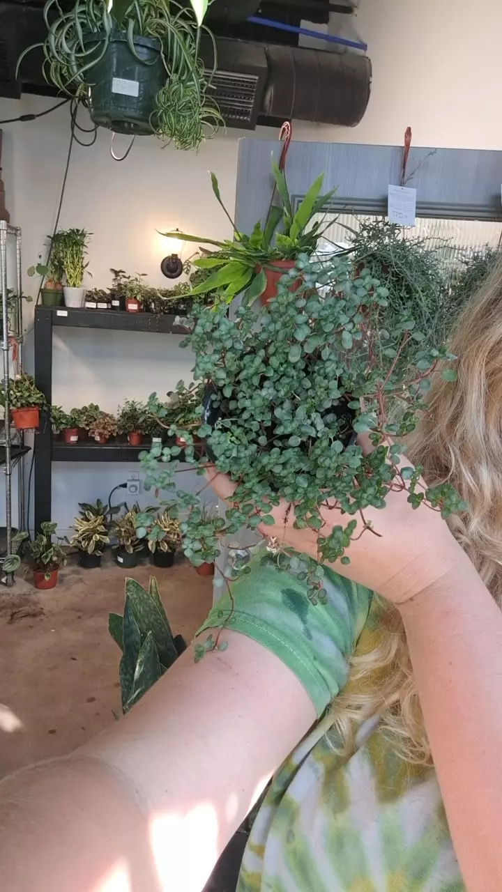 pilea baby tears 4" thumbnail