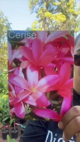 cerise thumbnail