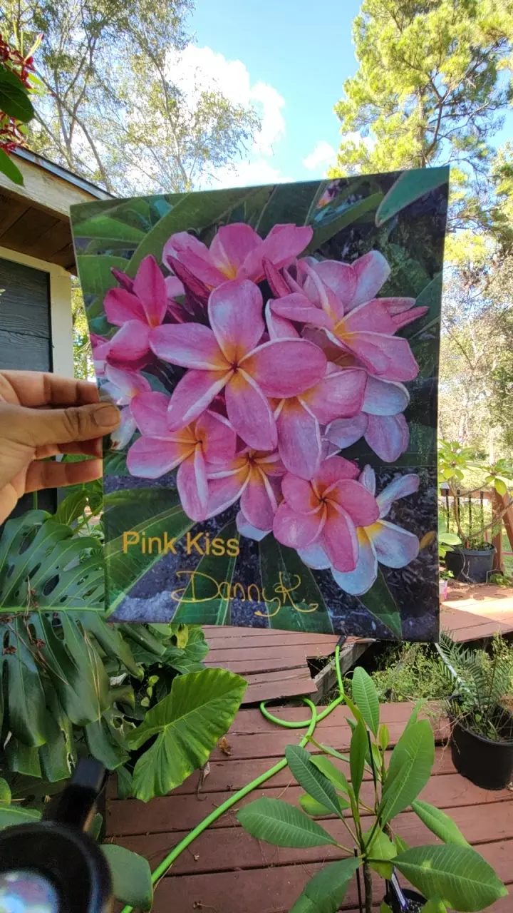 pink kiss plumeria thumbnail