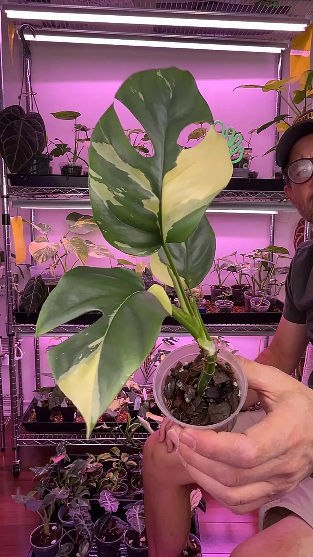 tetra albo 156 thumbnail