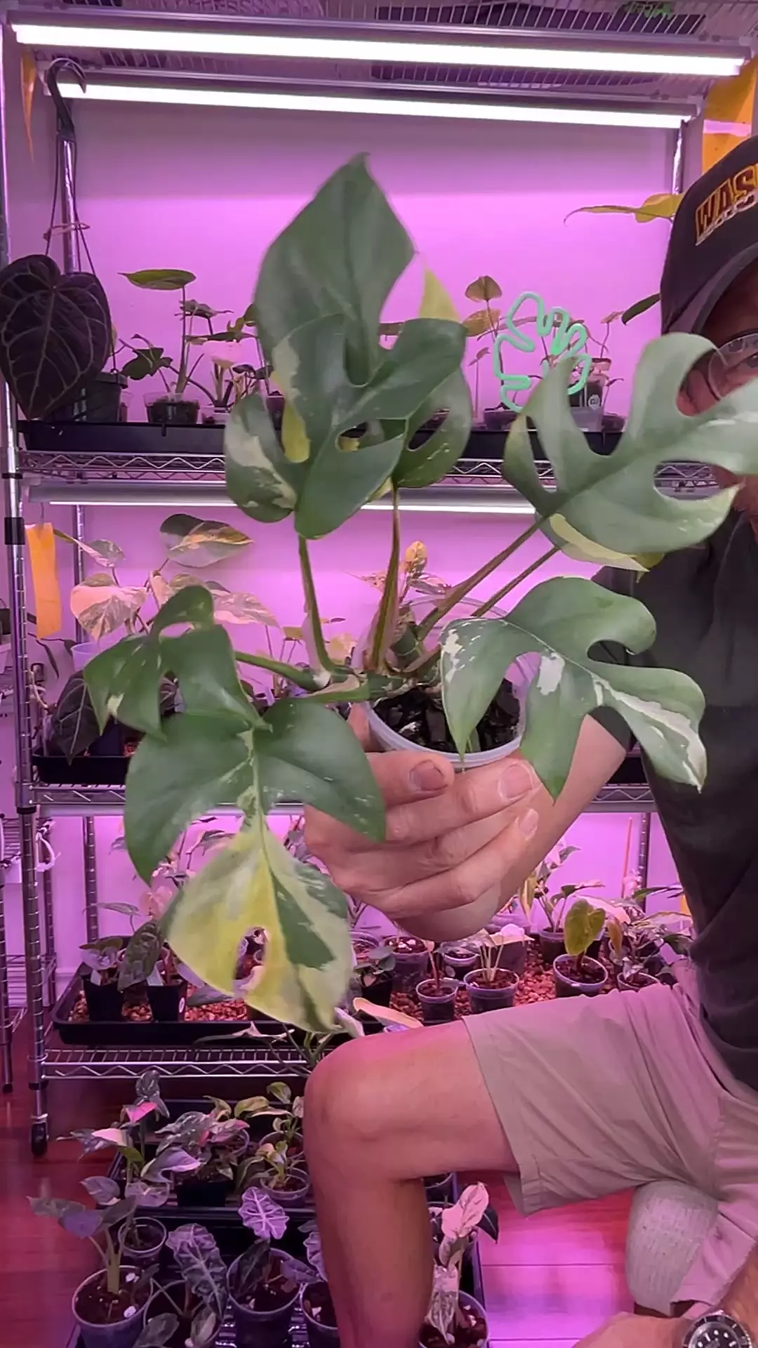 18 tetra albo thumbnail