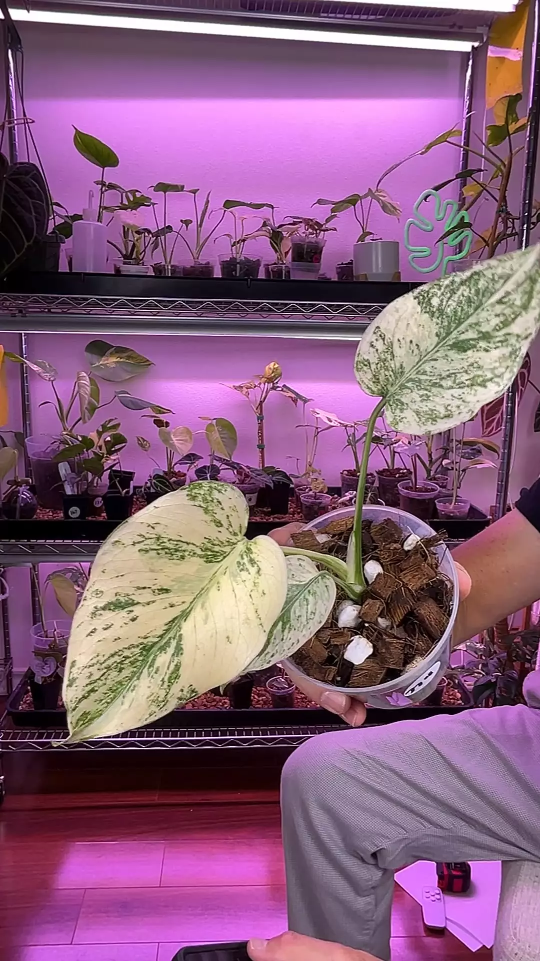 774 white monster thumbnail