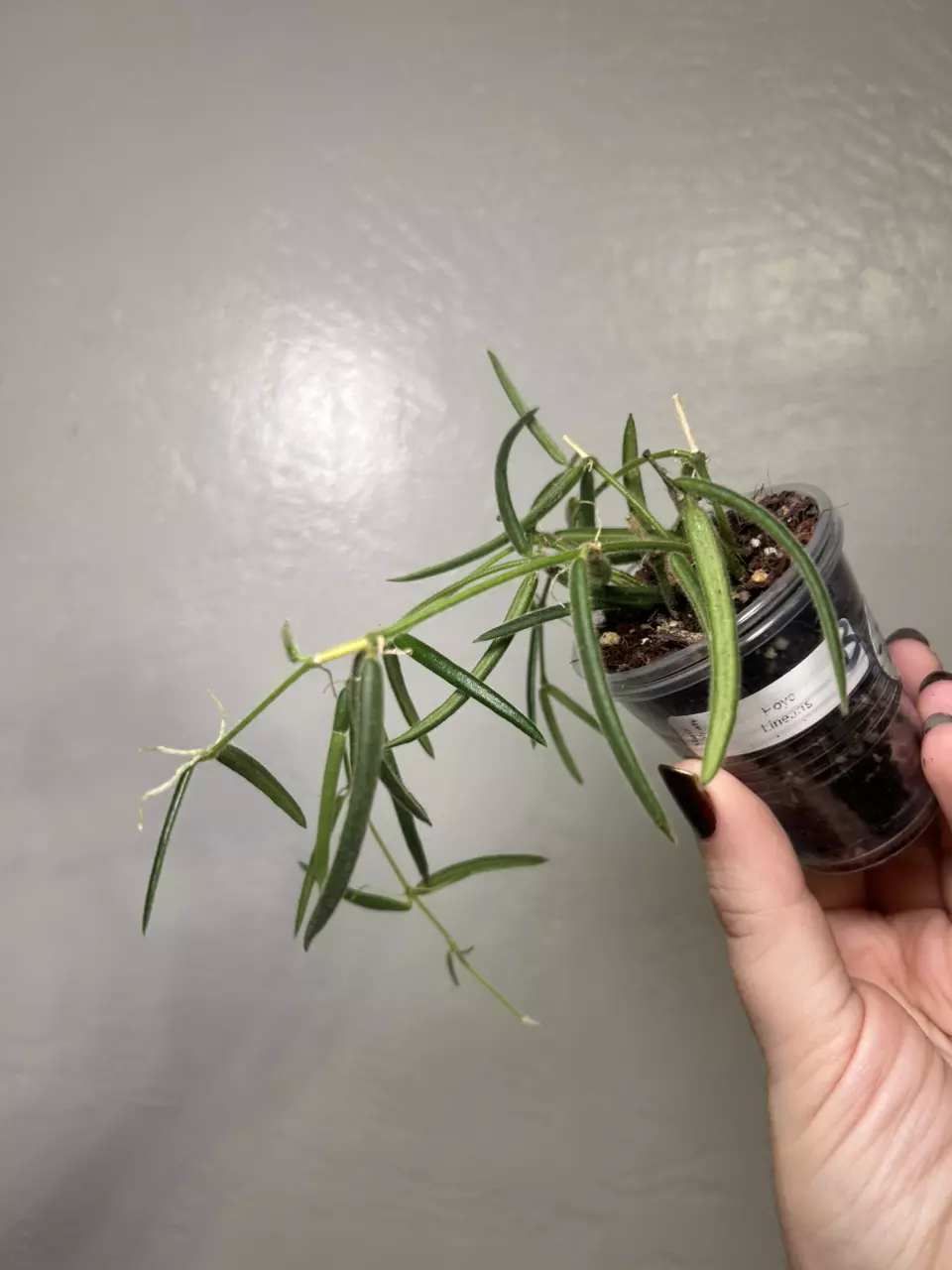 #B Hoya Linearis thumbnail
