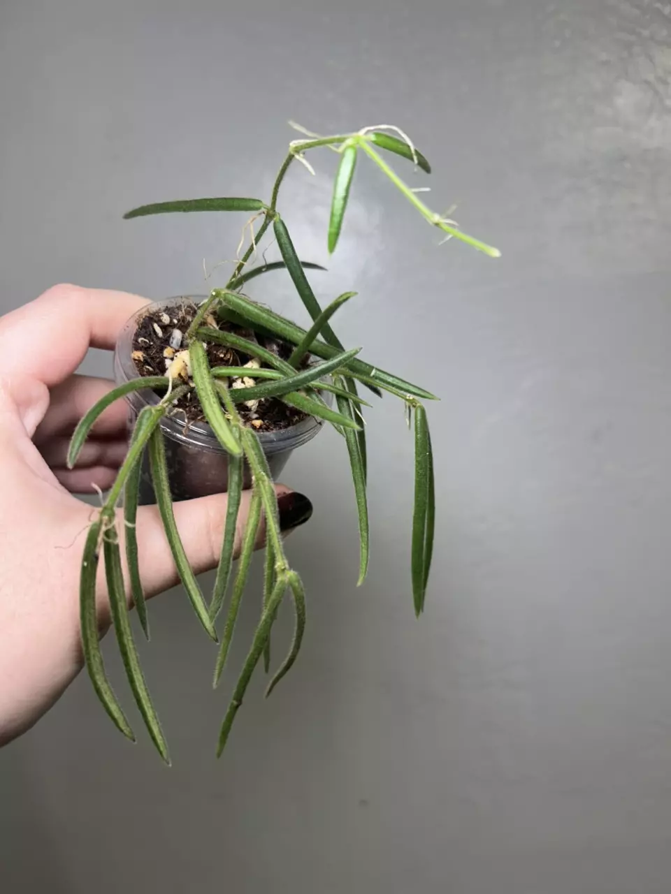 #D Hoya Linearis thumbnail