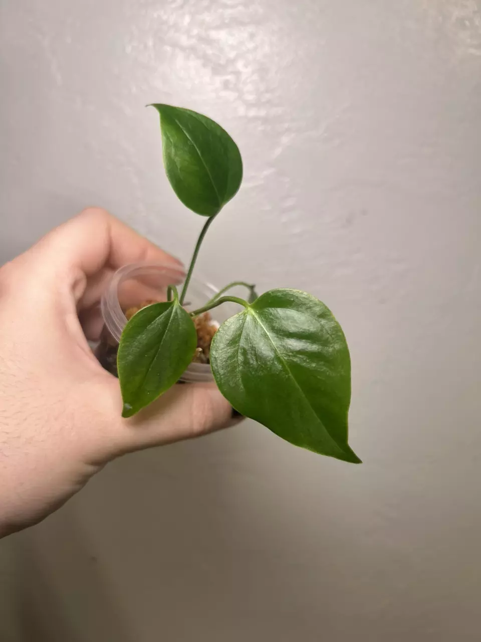 #A Anthurium Veitchii ‘King’ thumbnail