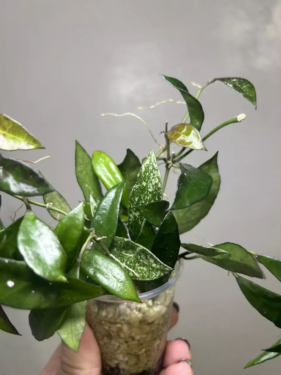 #B Hoya ‘Royal Flush’ Lacunosa thumbnail