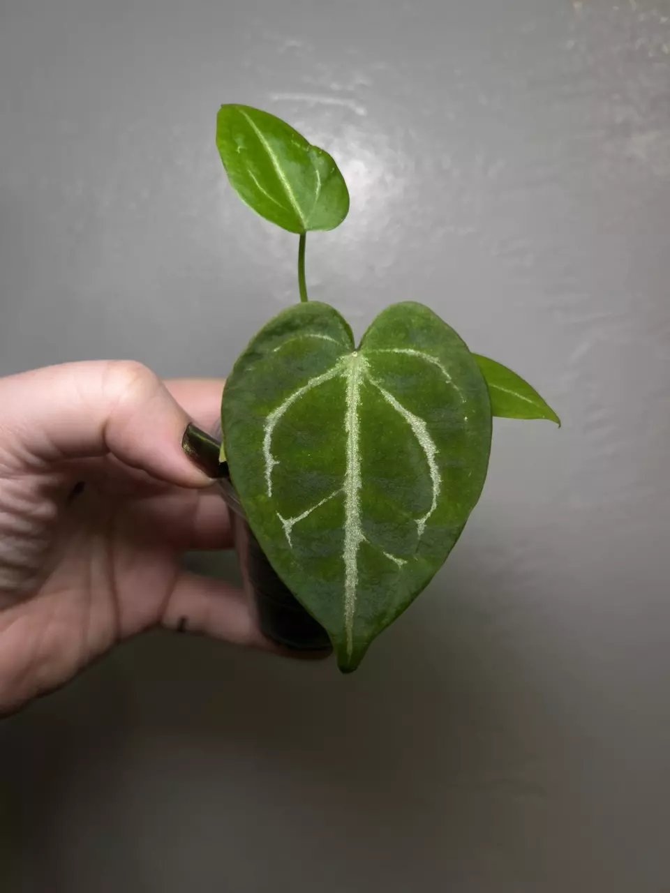 #B Anthurium SKG Silver x Dk Forgetii thumbnail