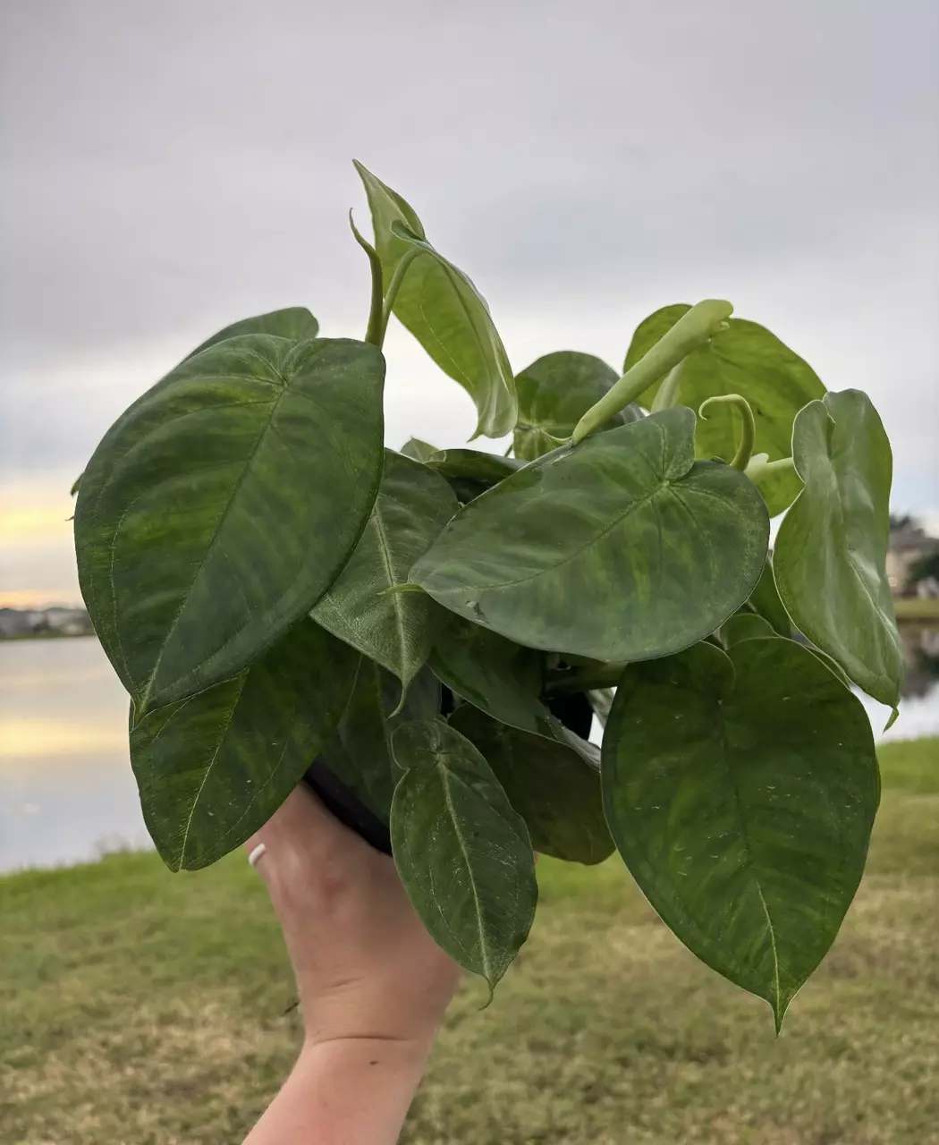 6” Syngonium Chiapense Frosted Heart thumbnail