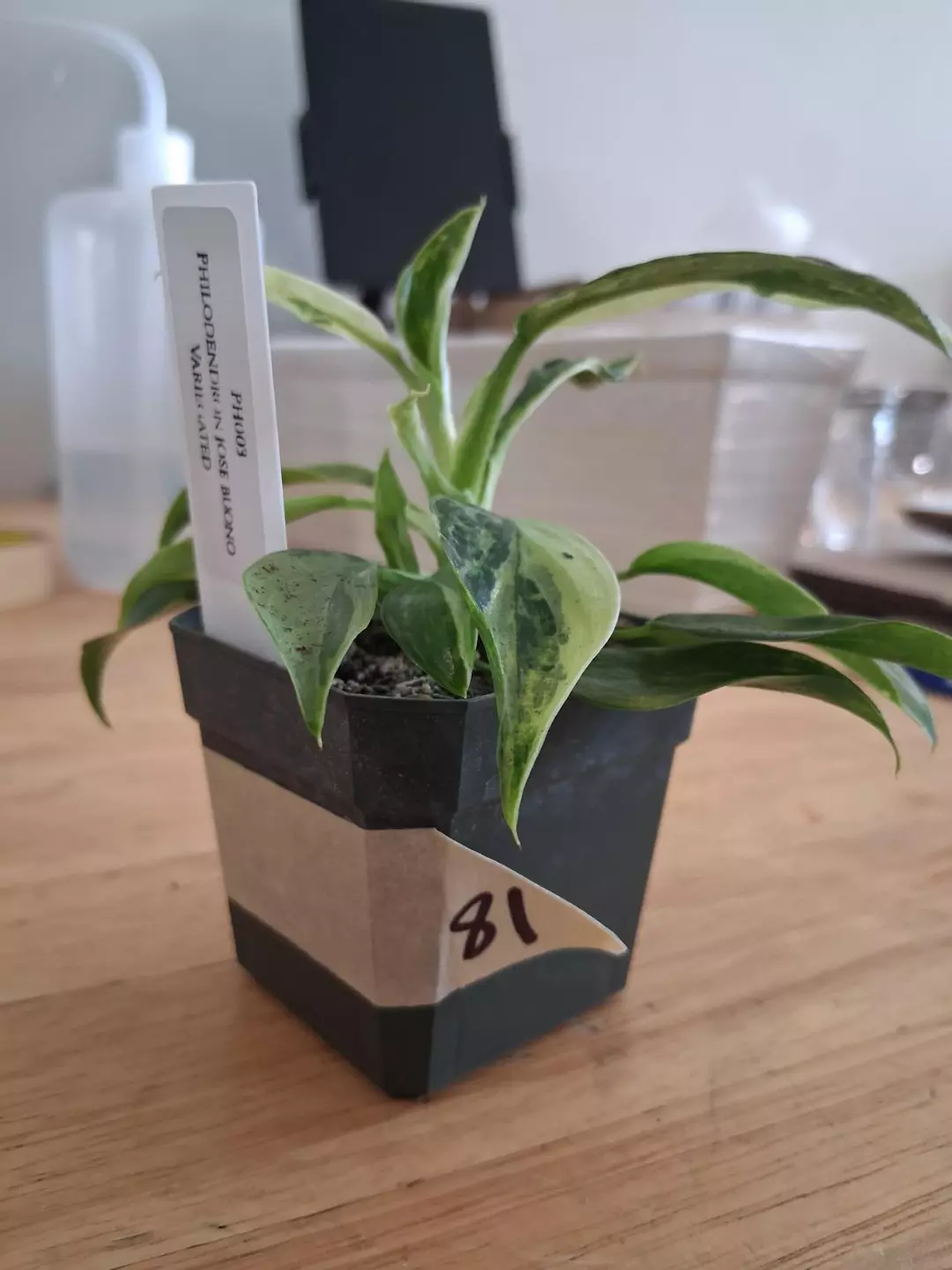 81 Jose Bouno Philodendron thumbnail