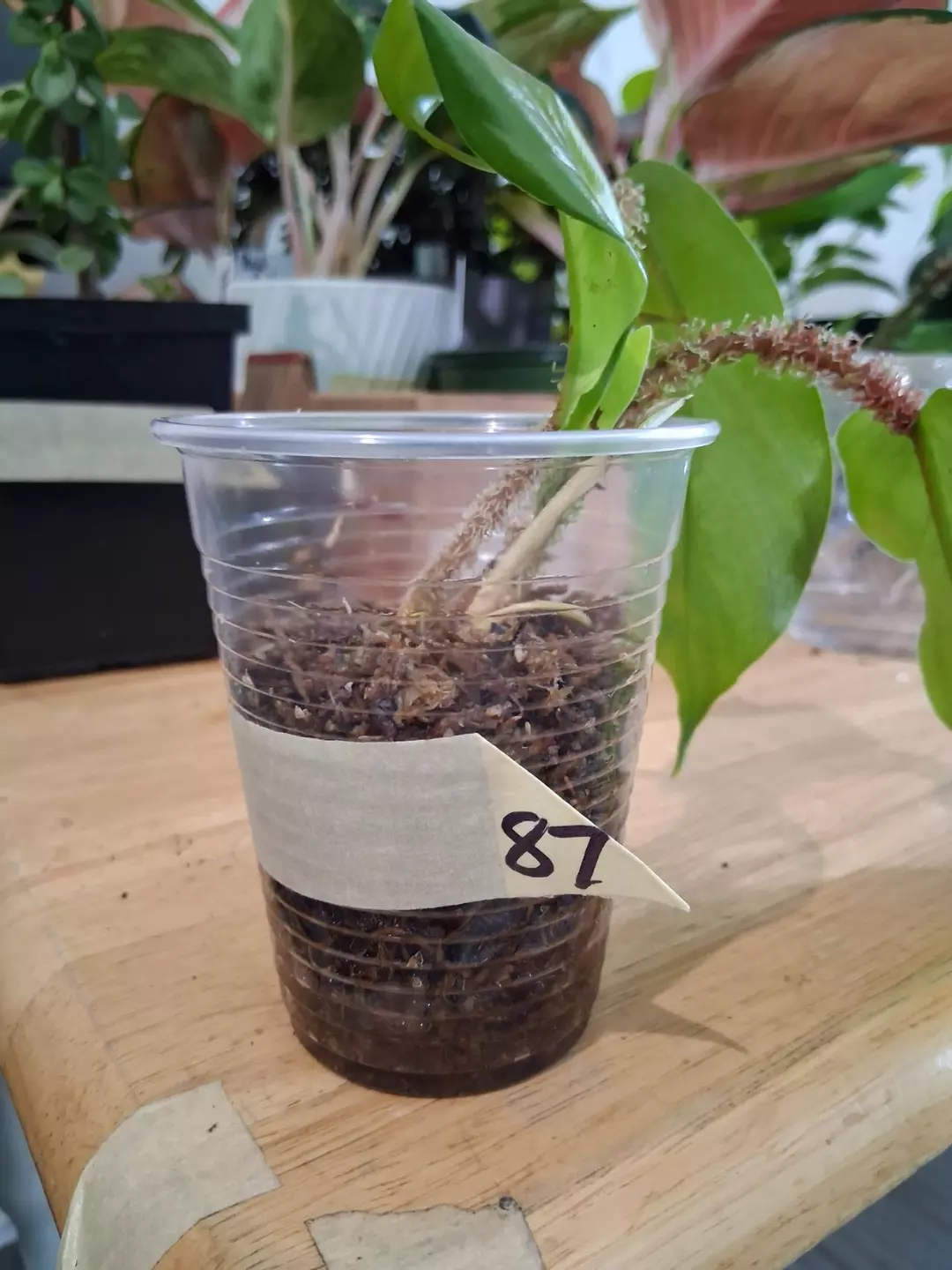 87 Squamiferum Philodendron thumbnail