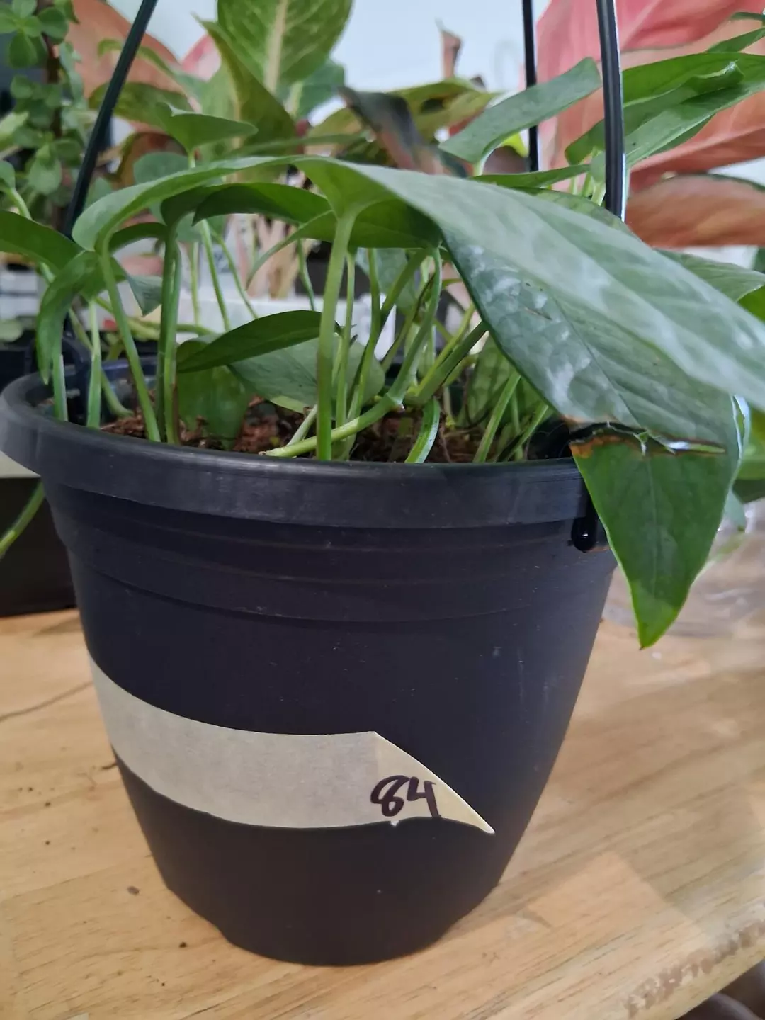 Cebu Blue Epipremnum Pinnatum thumbnail