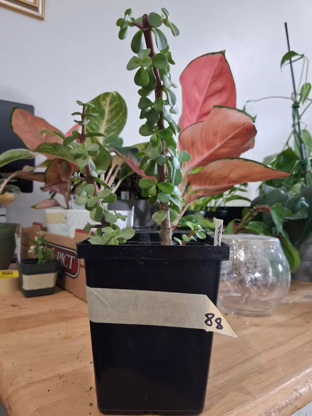 88 Elephant Bush thumbnail