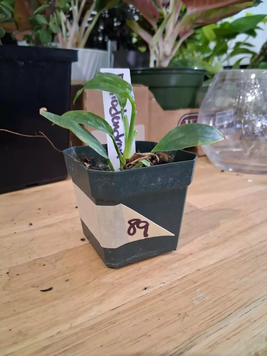 89 Campii Philodendron thumbnail