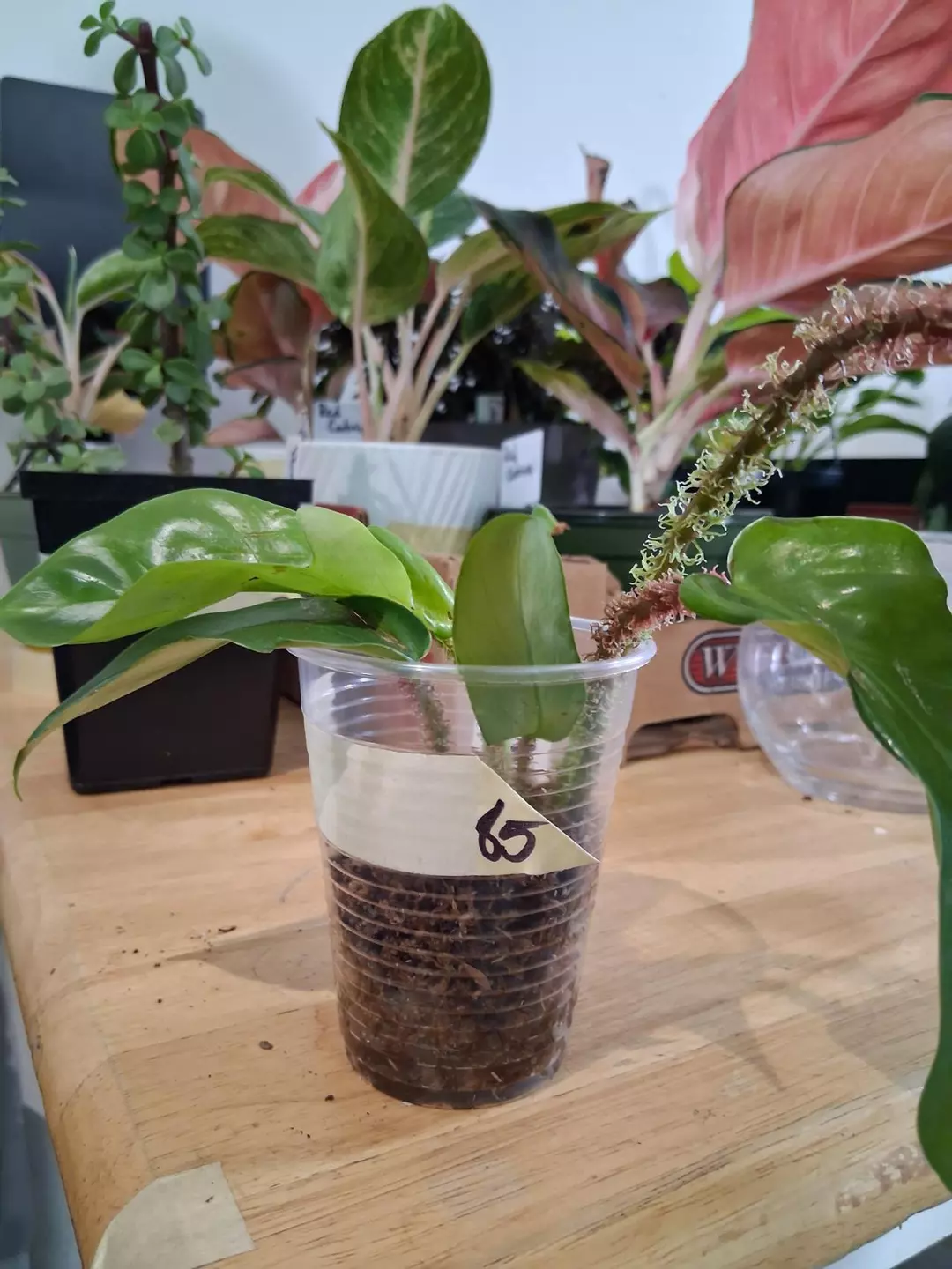 85 Squamiferum Philodendron thumbnail