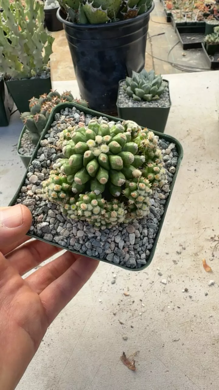 GC echinocactus grusonii monstrose thumbnail
