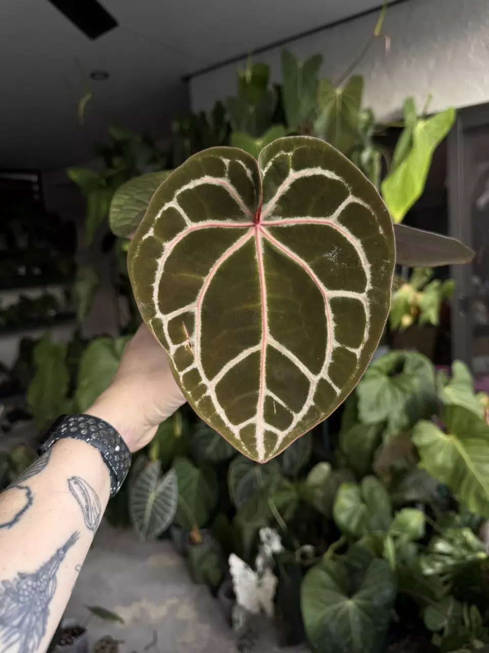 Tezula red Crystal thumbnail