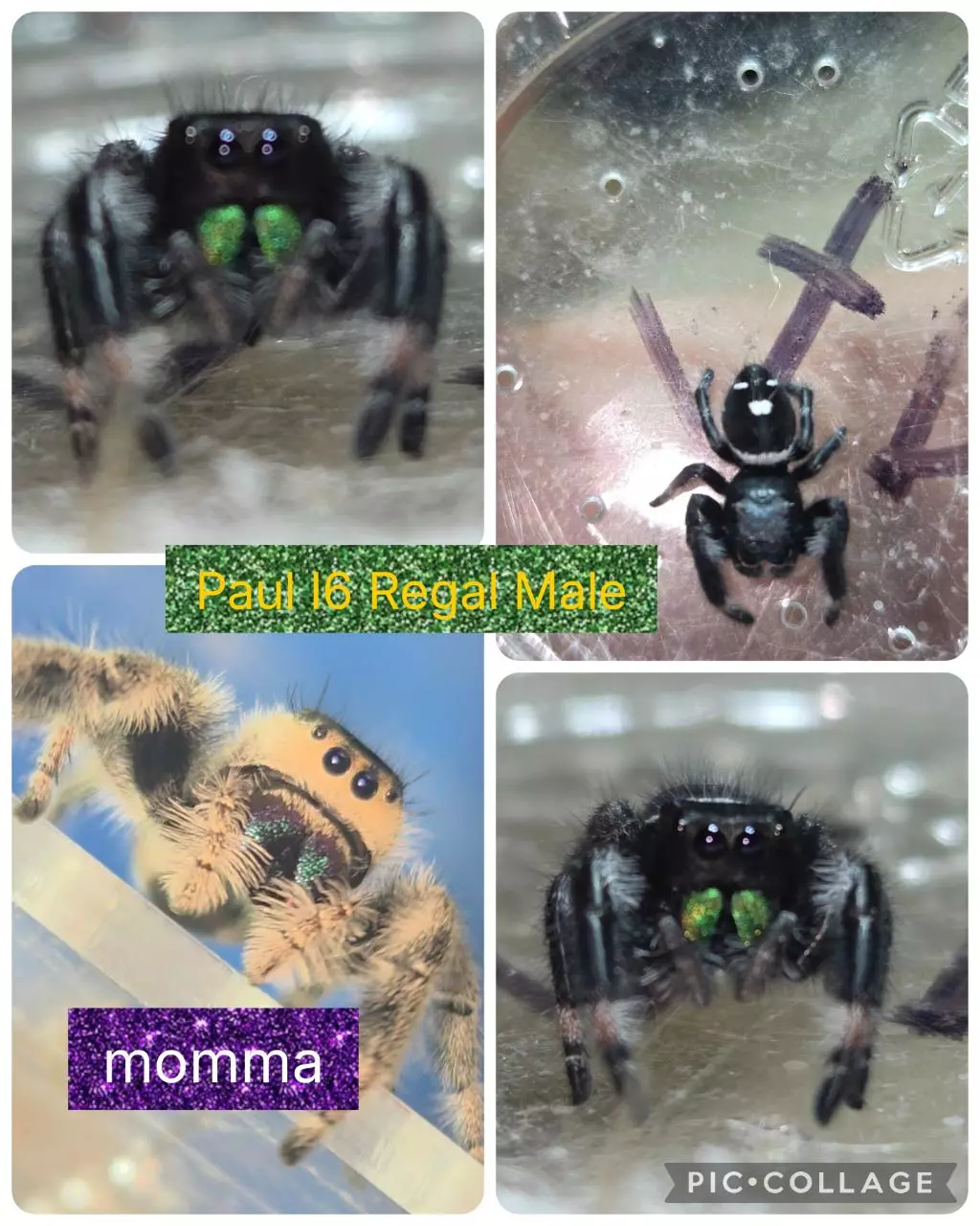 Paul Male Regal thumbnail