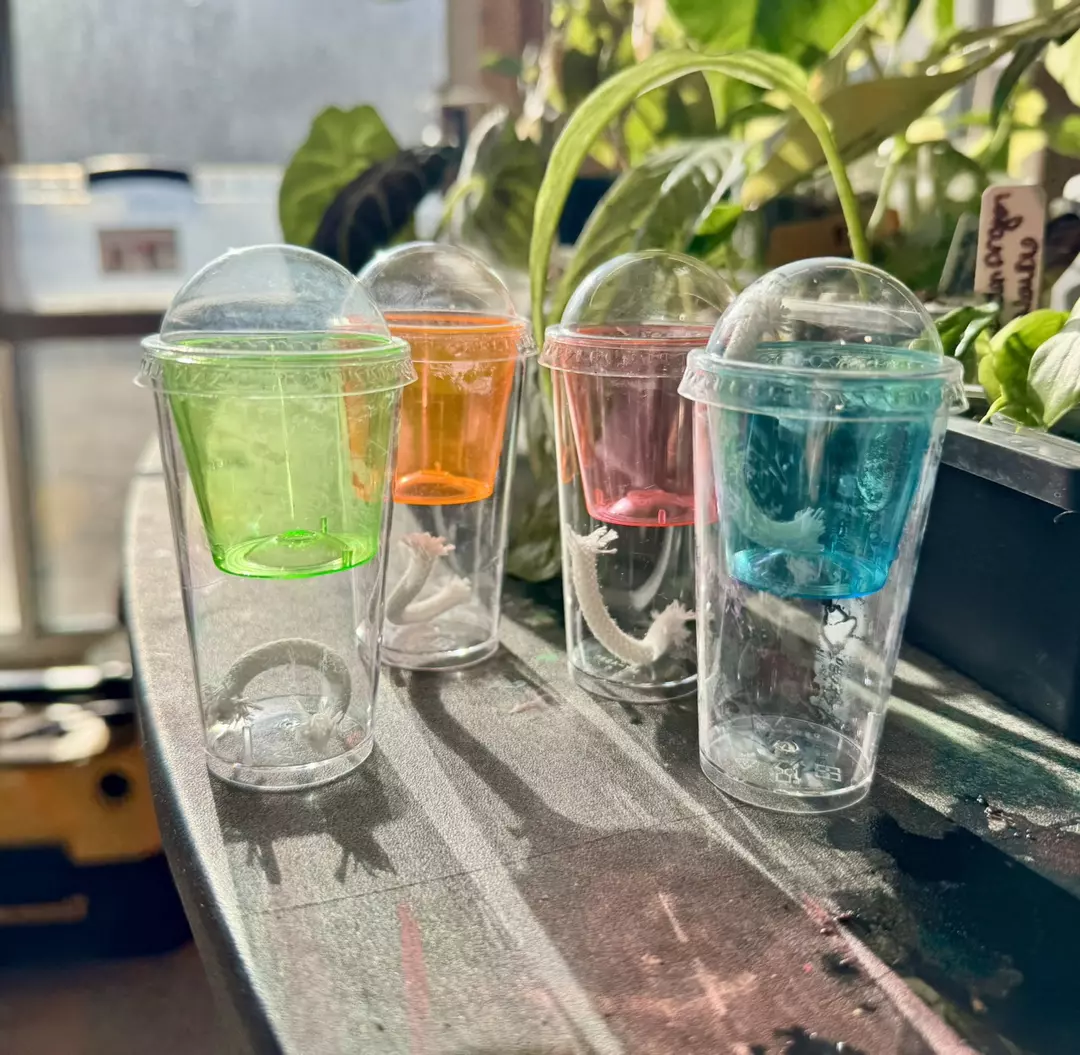 ADD ON ONLY 1 PINK Corm Pup Cup thumbnail