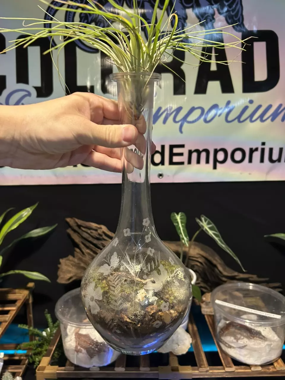 Romanian Terrarium with pineapple spikey isopods and Florida orange springtails! thumbnail