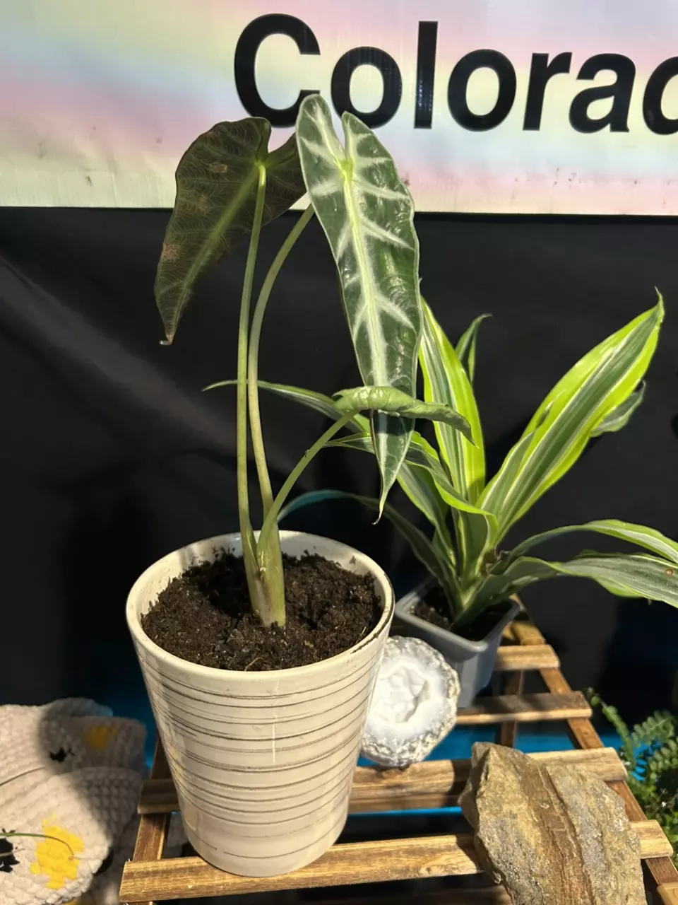 Plant 6 thumbnail