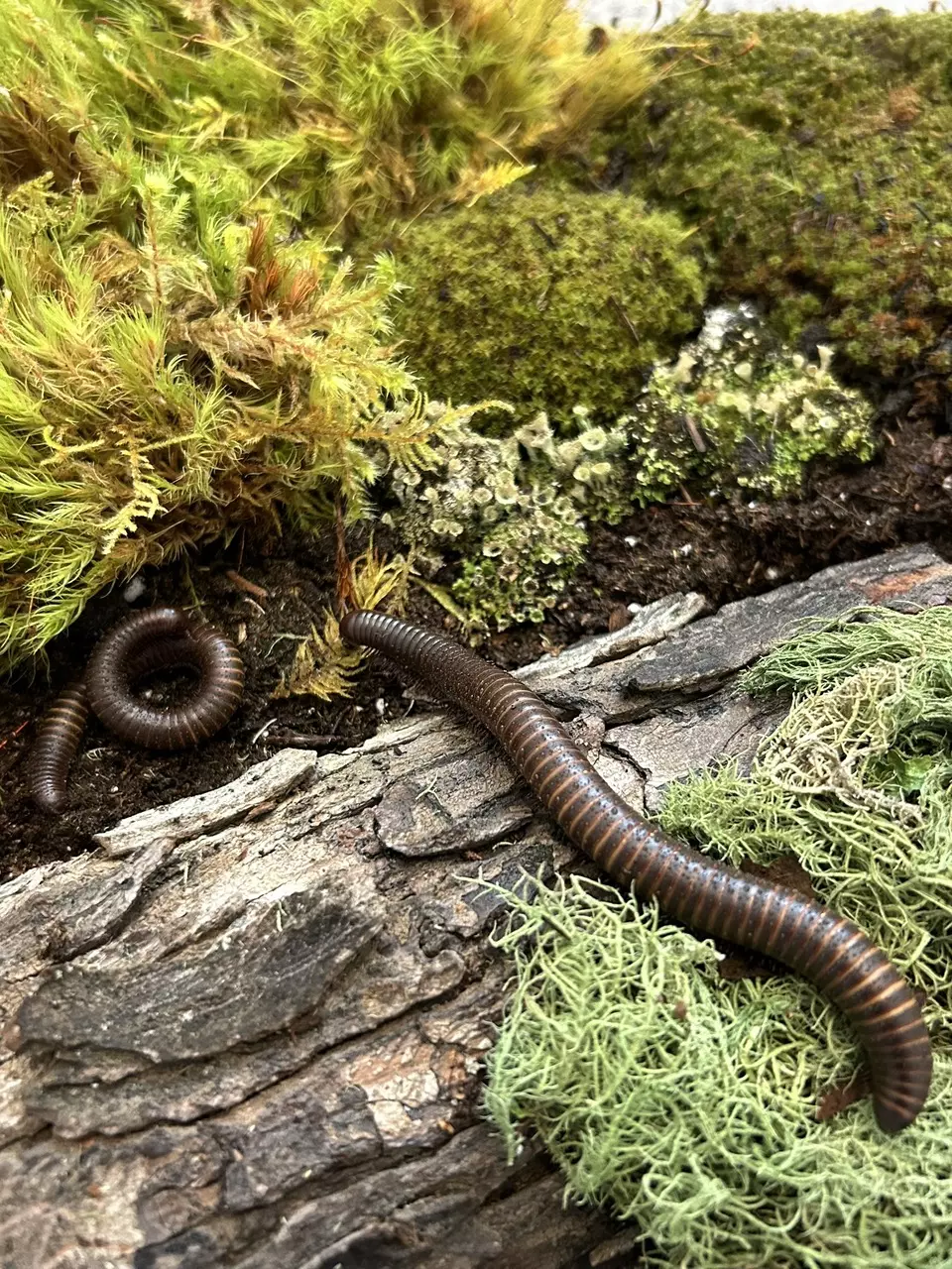 Gold banded millipedes thumbnail