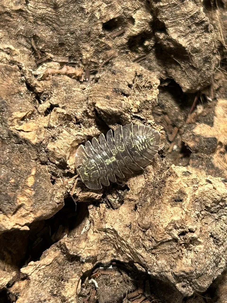 Green Spots Isopods 10CT thumbnail