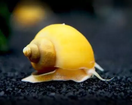 Golden Mystery Snail Large thumbnail