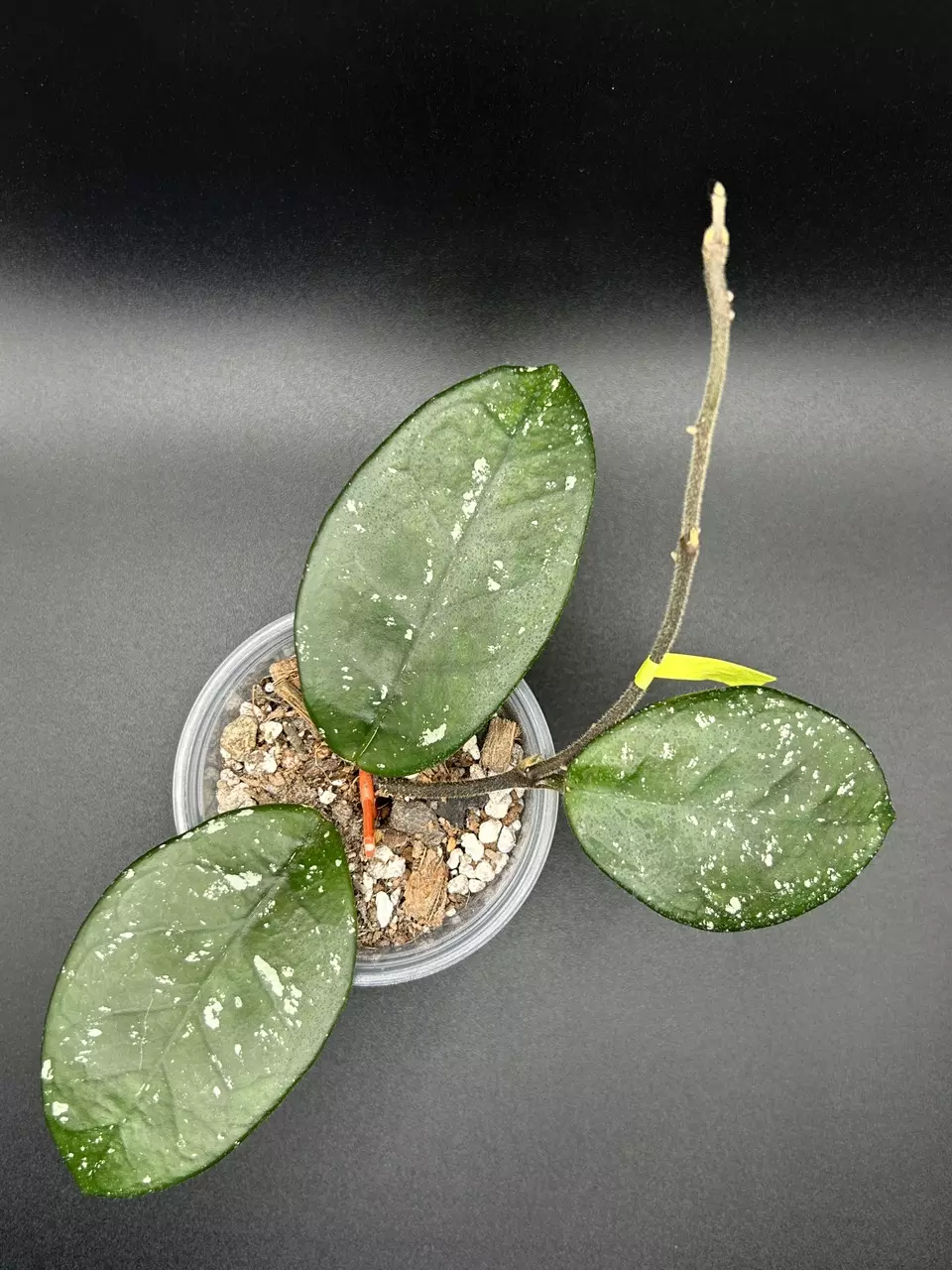 H. Carnosa ‘Stardust’ thumbnail