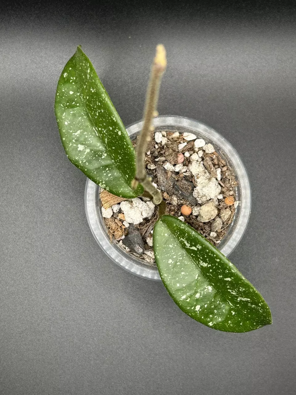 H. Krinkle x Unknown thumbnail