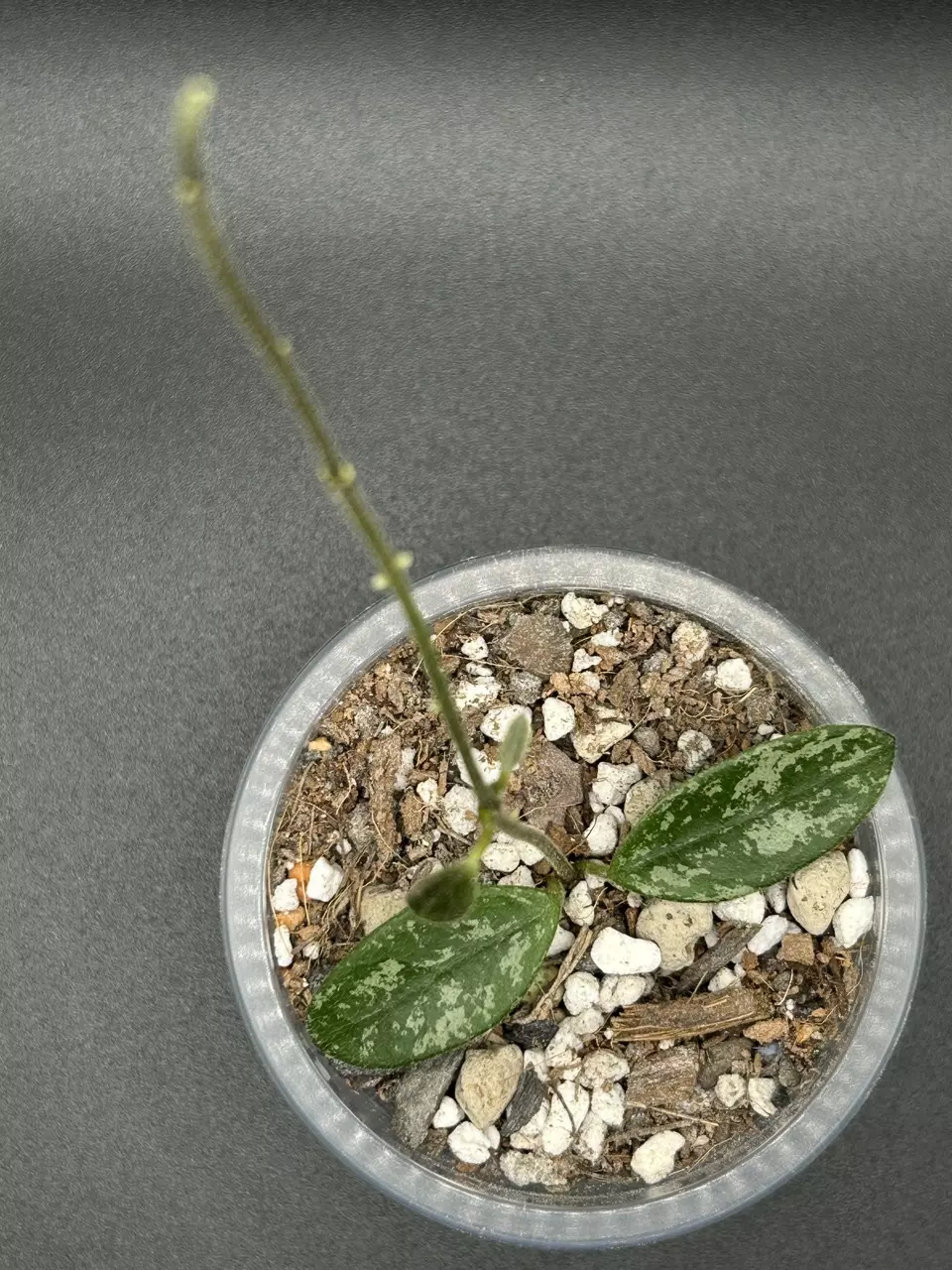 H. Lima Splash thumbnail