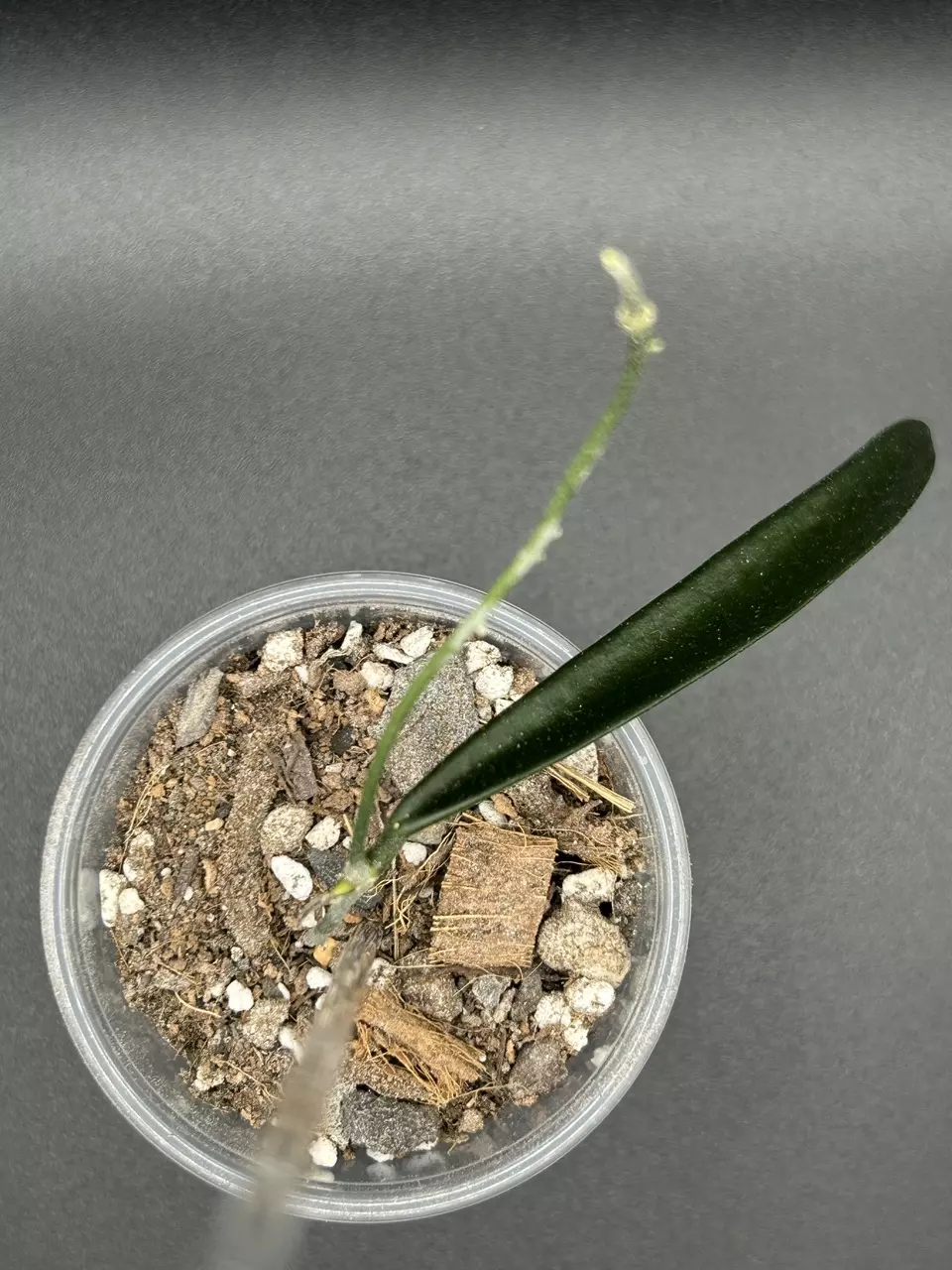 H. Sheperdii thumbnail