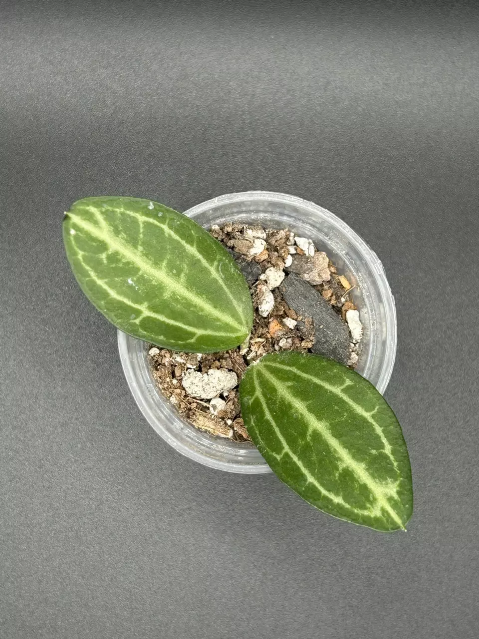Dischidia Ovata thumbnail