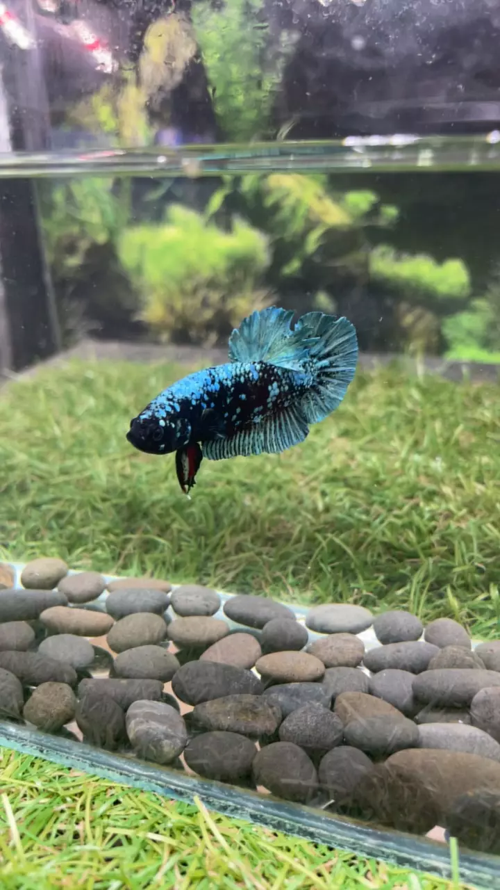 Avatar Male -13 thumbnail