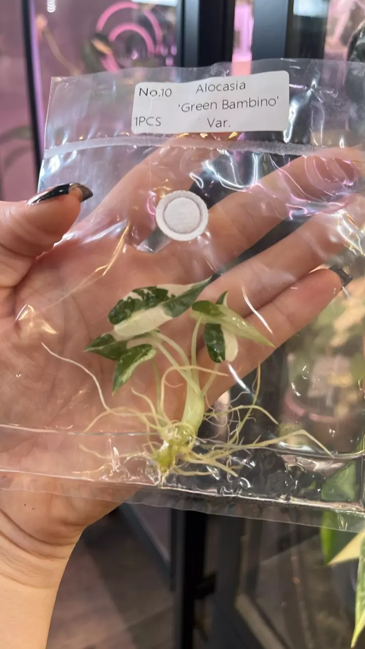 909 - TC Alocasia - ‘Green Bambino’ var💚 thumbnail