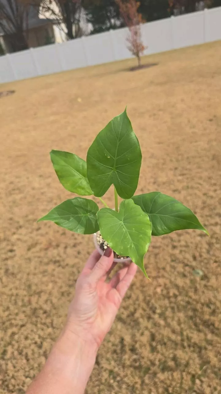 Alocasia Gageana California 3.5" thumbnail