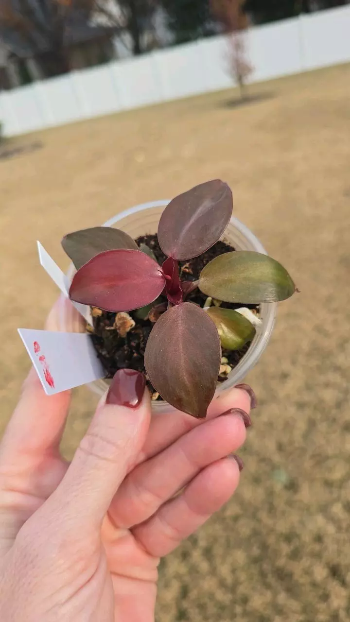 Philodendron Cherry Red 3.5" thumbnail