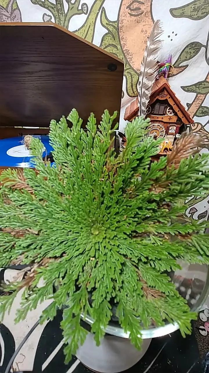 Rose of Jerico 9’ 191 thumbnail