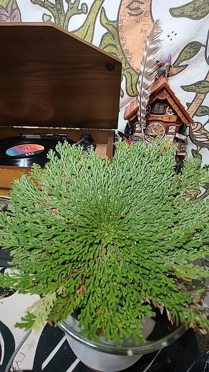 Rose of Jerico 193 thumbnail