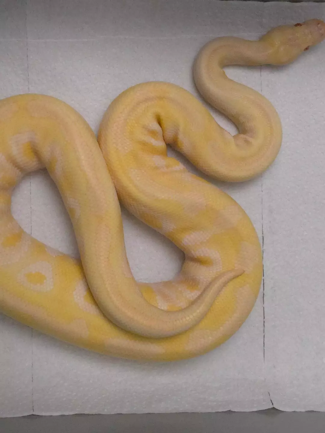 mojave,Albino. male thumbnail