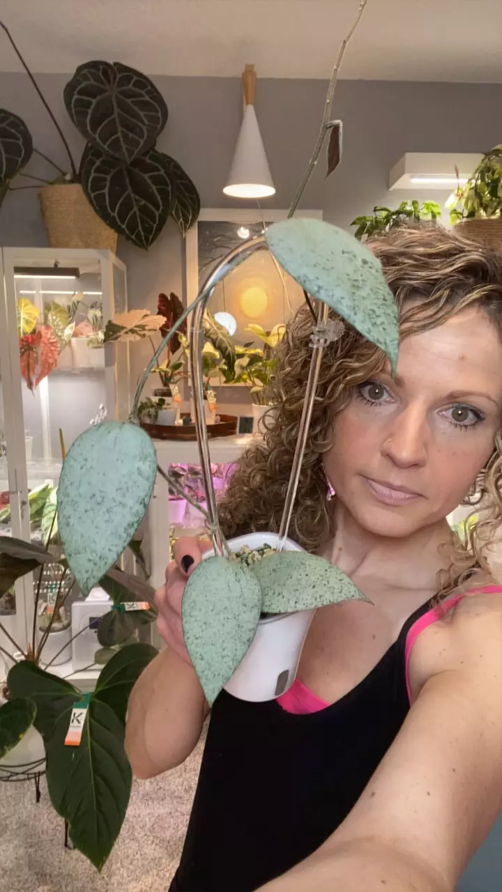 Hoya Caudata Argene thumbnail