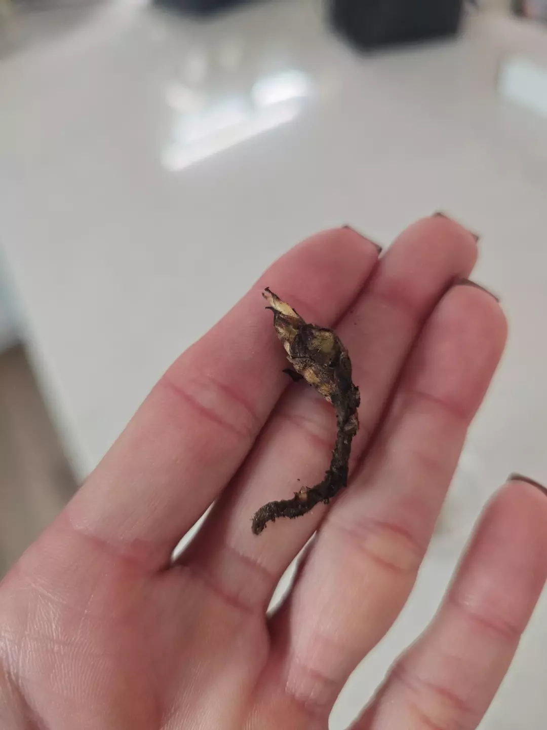 1 CORM Alocasia Dragon Scale Albo thumbnail