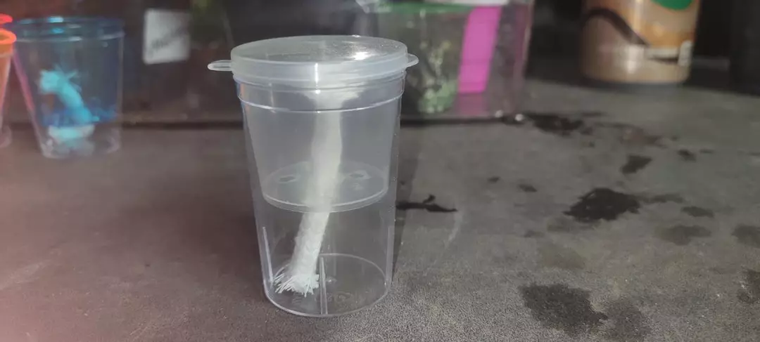 corm cup #6 thumbnail