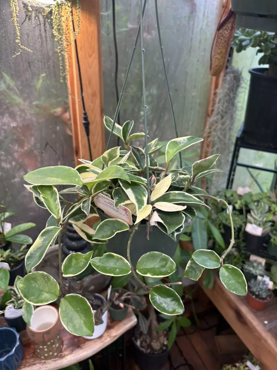 Hoya ‘Krimson Queen’ 6” HB thumbnail