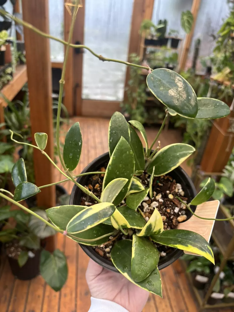 Hoya Acuta ‘Albomarginata’ 6” thumbnail