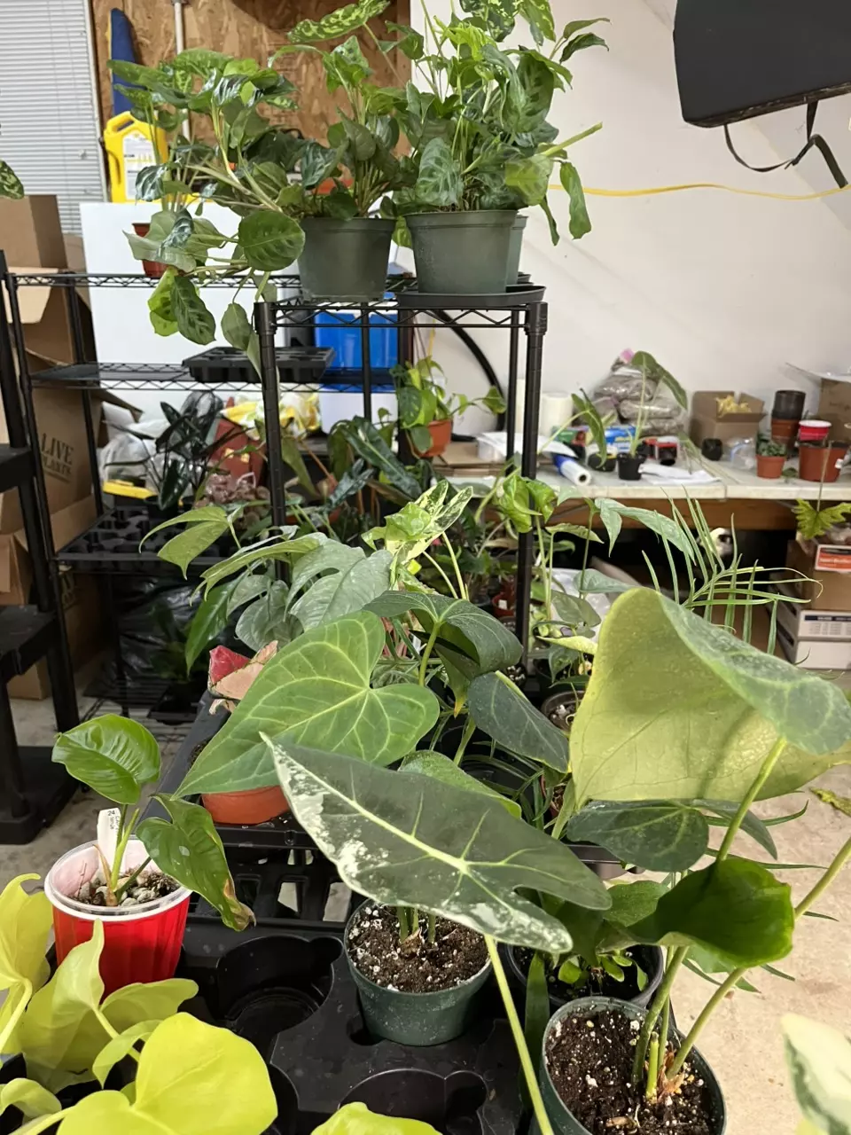 mystery plant bundle thumbnail