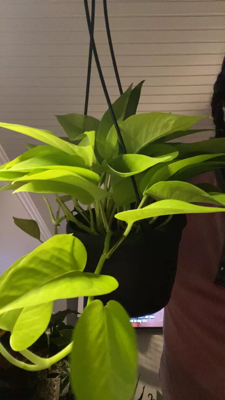 Lemon lime Pothos thumbnail